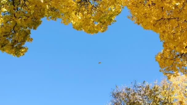 Naranja y amarillo hojas de arce caen contra el cielo azul — Vídeos de Stock