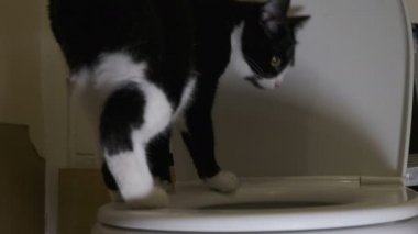 Kara kedi tuvalet yürüyüşler kenarında araştırıyor ve arka ayakları üzerinde duruyor