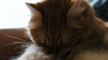 Kabarık zencefil kedi yalama yıkar kuyruk yakın çekim evde
