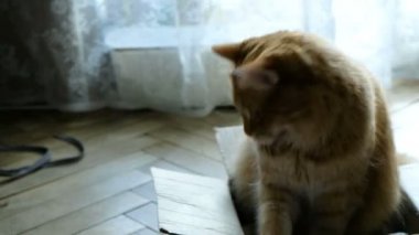 Kırmızı kedi korumaları ve onun kutu korur