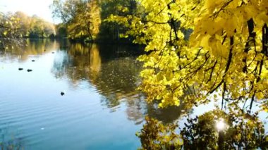 Kızılağaç sarı yaprakları Gölü, altın sonbaharda yansıtılır