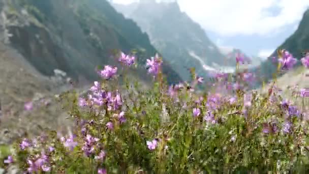 Flores silvestres balanceándose en el viento en las montañas — Vídeo de stock