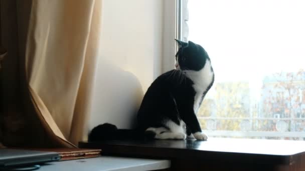 Gatos peleando. mascota roja jugando con la cola de un gato negro divertido agitando las patas — Vídeo de stock