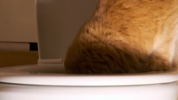 Red cat looks inside the toilet — Stock Video