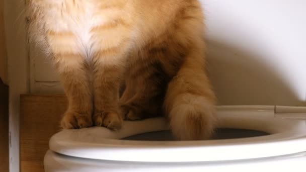 Gato vermelho caminha na borda do banheiro — Vídeo de Stock