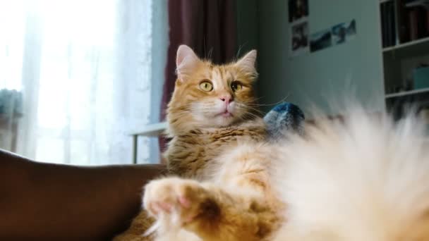 Fluffy gato rojo lamiendo lava una cola de cerca en casa, acostado con una mujer — Vídeos de Stock