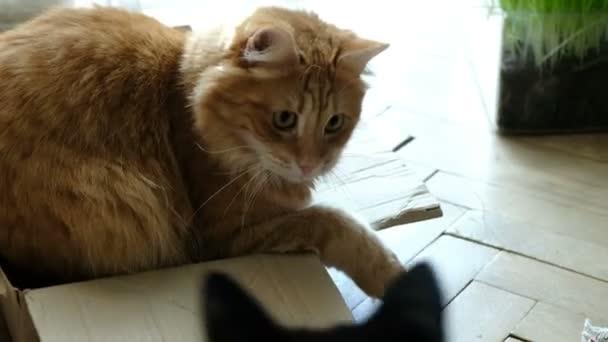 Ginger cat guards and protects his cardboard box — Stock Video