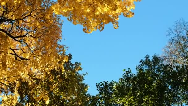 Árboles de arce amarillo en otoño en un cielo azul, rotación de la cámara, espacio de copia — Vídeos de Stock