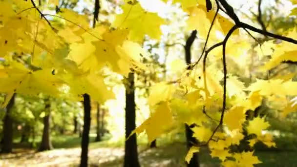 Hojas amarillas en una rama en otoño, movimiento de cámara en cámara lenta — Vídeos de Stock