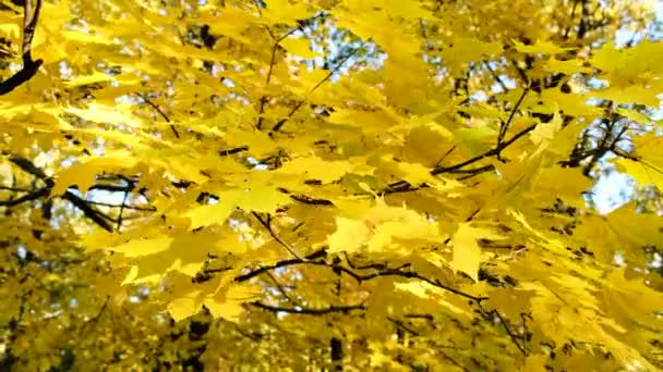 Las hojas amarillas del otoño se balancean tranquilamente en el viento sobre una rama — Vídeos de Stock