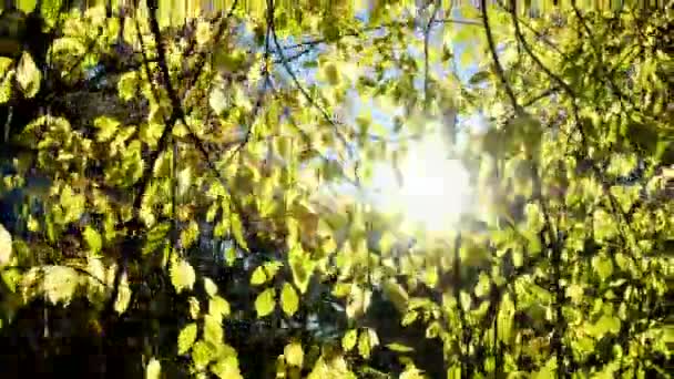 Sonnenstrahlen Scheinen Herbst Durch Espenzweige Kamerafahrten Blätter Leuchten Der Sonne — Stockvideo