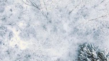 Kış karlı çam ormanı içinde hava uçuş