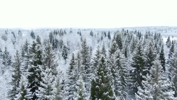 Aerial drone top view of a snowy forest in the dead of winter over tops of trees — Stock Video