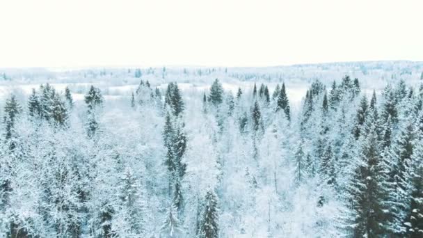 Letecké Střílečky z drone - fotoaparát je odstraněn nad vrcholky smrk — Stock video