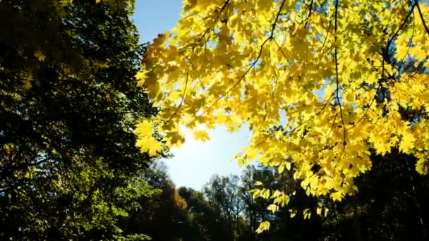 Hojas de arce amarillo otoñal brillando sobre el sol — Vídeo de stock