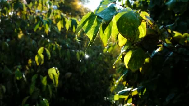 Tetesan embun di daun hijau. Daun bersinar di bawah sinar matahari. Sinar saat fajar setelah hujan — Stok Video