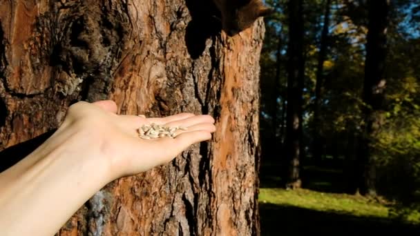 Fearful squirrel on a tree sniffing the peeled seeds and runs away, slow motion — Stock Video