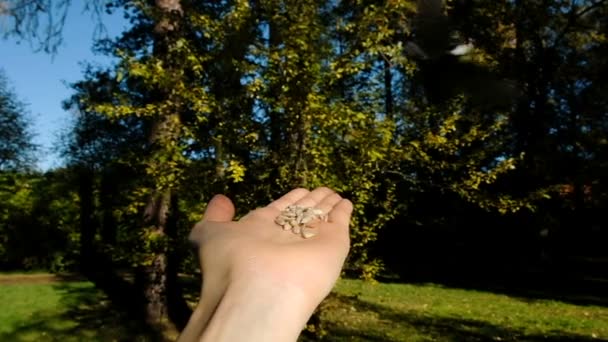 Slow motion tit in park sits on hand with seeds close-up — Stock Video