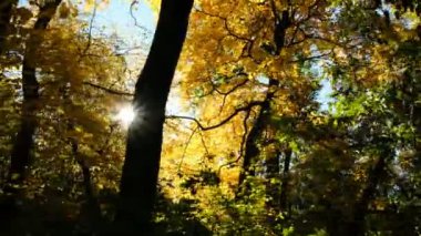 Sonbahar Orman, kamera hareketi güneş parlıyor