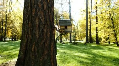 Parkta bir somun için bir ağaç üzerinde besleyiciye komik sincap tırmanıyor