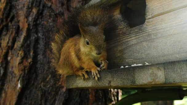 귀여운 다람쥐 클로즈업 Nibbles 해바라기 발톱으로 숲에서 선미에 나무에 — 비디오