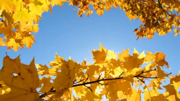 Sunny beam schijnt door de bladeren van de gele maple tegen blauwe hemel, kopie ruimte — Stockvideo