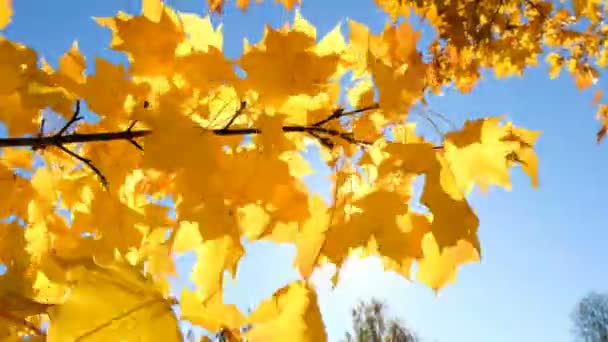 Foglie di acero giallo arancio su un ramo che trema nel vento — Video Stock