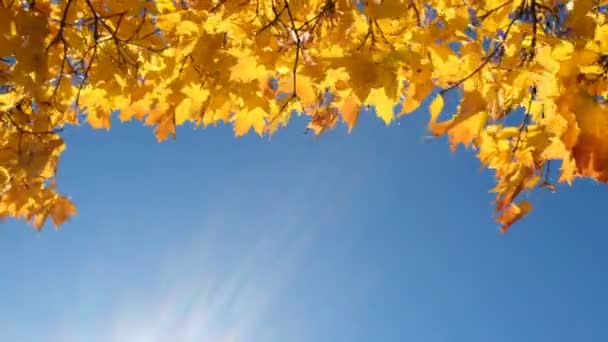 Копіювати простір кленового листя, що ширяє на вітрі — стокове відео