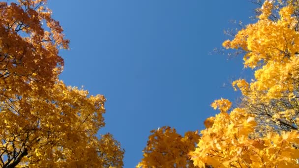 Copy space maple yellow trees swaying in the wind — Stock Video