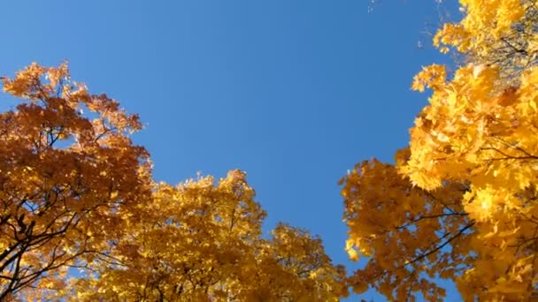 在金色的秋天, 枫树的黄叶之间复制空间 — 图库视频影像