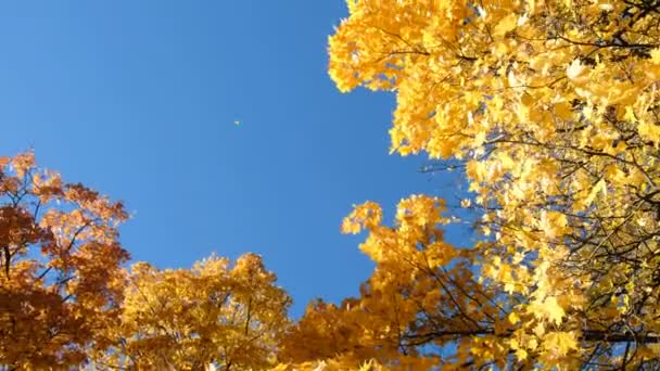 Lone gul lönnlöv faller från ett träd på hösten mot en blå himmel, kopia utrymme — Stockvideo