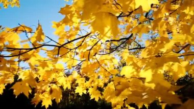 Sonbahar, kamera hareketi yavaş çekimde bir şube sarı yapraklarda