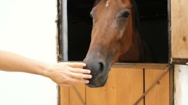 Adam at Başkanı durak yakın çekim, yavaş vuruş.