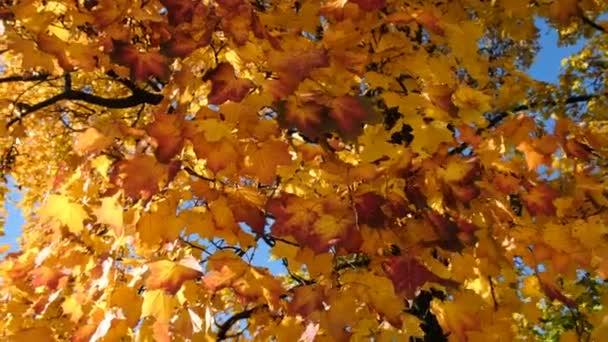 Amarillo hermosas hojas de otoño de arce esponjoso balancearse tranquilamente en el viento en un mediodía — Vídeo de stock