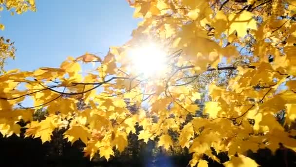 Yellow leaves on a branch a marple tree in autumn, camera movement slow motion — Stock Video