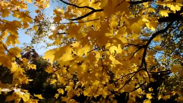 Hojas de arce amarillo de otoño al sol, movimiento de cámara en cámara lenta — Vídeo de stock