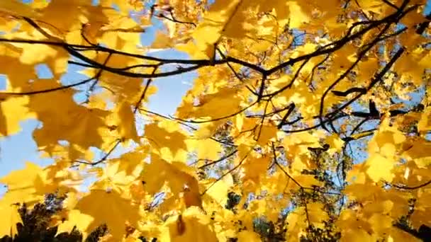 Foglie autunnali gialle al sole, movimento della fotocamera al rallentatore — Video Stock