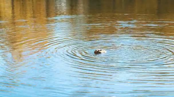 Ente Wäscht Und Putzt Einem Herbstnachmittag Federn See — Stockvideo