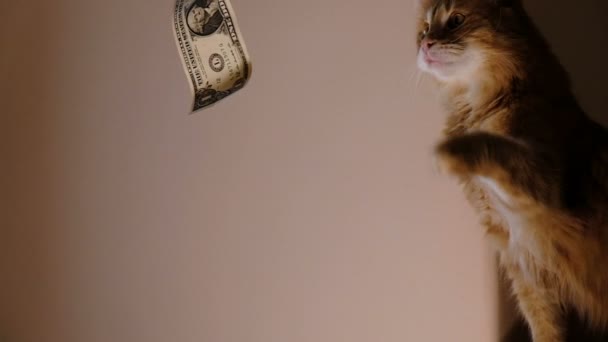 Ginger cat pega dólar, desejo de riqueza — Vídeo de Stock