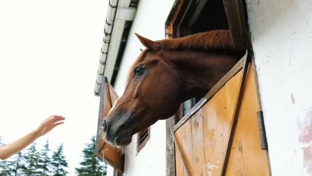 Meisje lijnen de hengst paard in de stal slow motion — Stockvideo