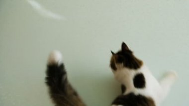 Kedi duvarda güneşli bir tavşan yakalar, ışın yavaş hareket evde beslenen hayvan atlar