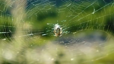Örümcek araneus doğada güneşli bir yaz aylarında web ortasında oturur.