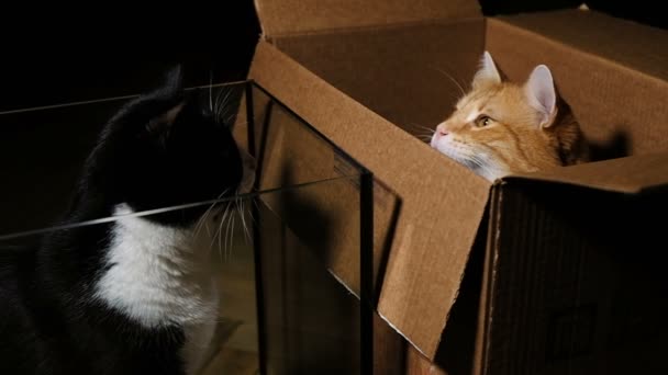 Смешные кошки сидят в коробке и аквариуме и дерутся лапами, замедленная съемка — стоковое видео