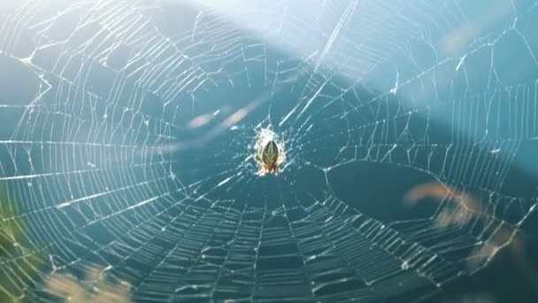 Cruz aranha tece uma teia em um dia ensolarado na natureza no verão . — Vídeo de Stock