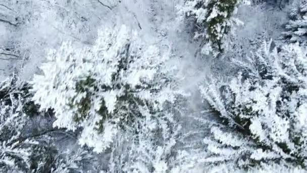 Vuelo aéreo sobre el bosque de abeto nevado de invierno — Vídeos de Stock