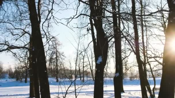 Hermosa chica sacude una rama nevada en la naturaleza, panorama de un bosque nevado, 4k — Vídeos de Stock