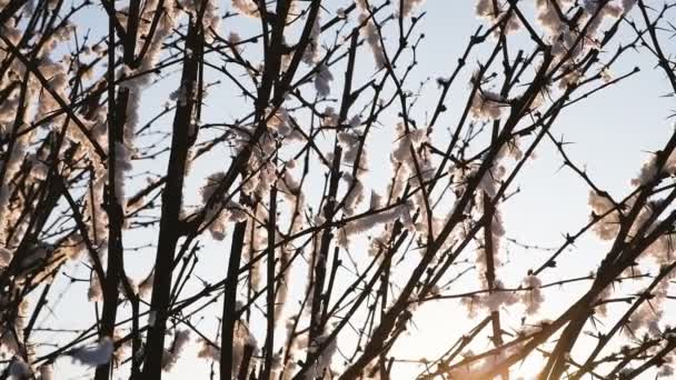 美しい夕日、円形パノラマ、スローモーションのとげがある枝の雪が積もってください。 — ストック動画