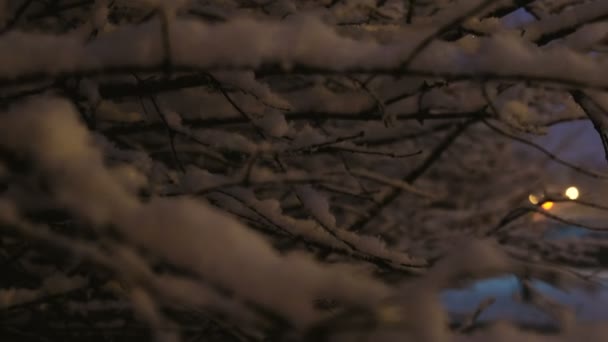 Ramoscello di neve che oscilla nel vento a tarda notte sullo sfondo di auto di passaggio — Video Stock