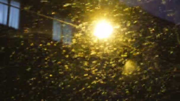 Sněžení v noci ve městě, na pozadí vánice pouliční lampy a budovy — Stock video