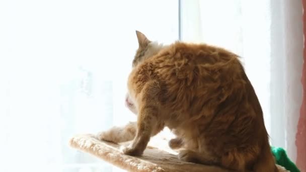 Dos gatos peleando en postes de rascado para gatos, gatos domésticos se juegan en el banco de la estufa — Vídeos de Stock